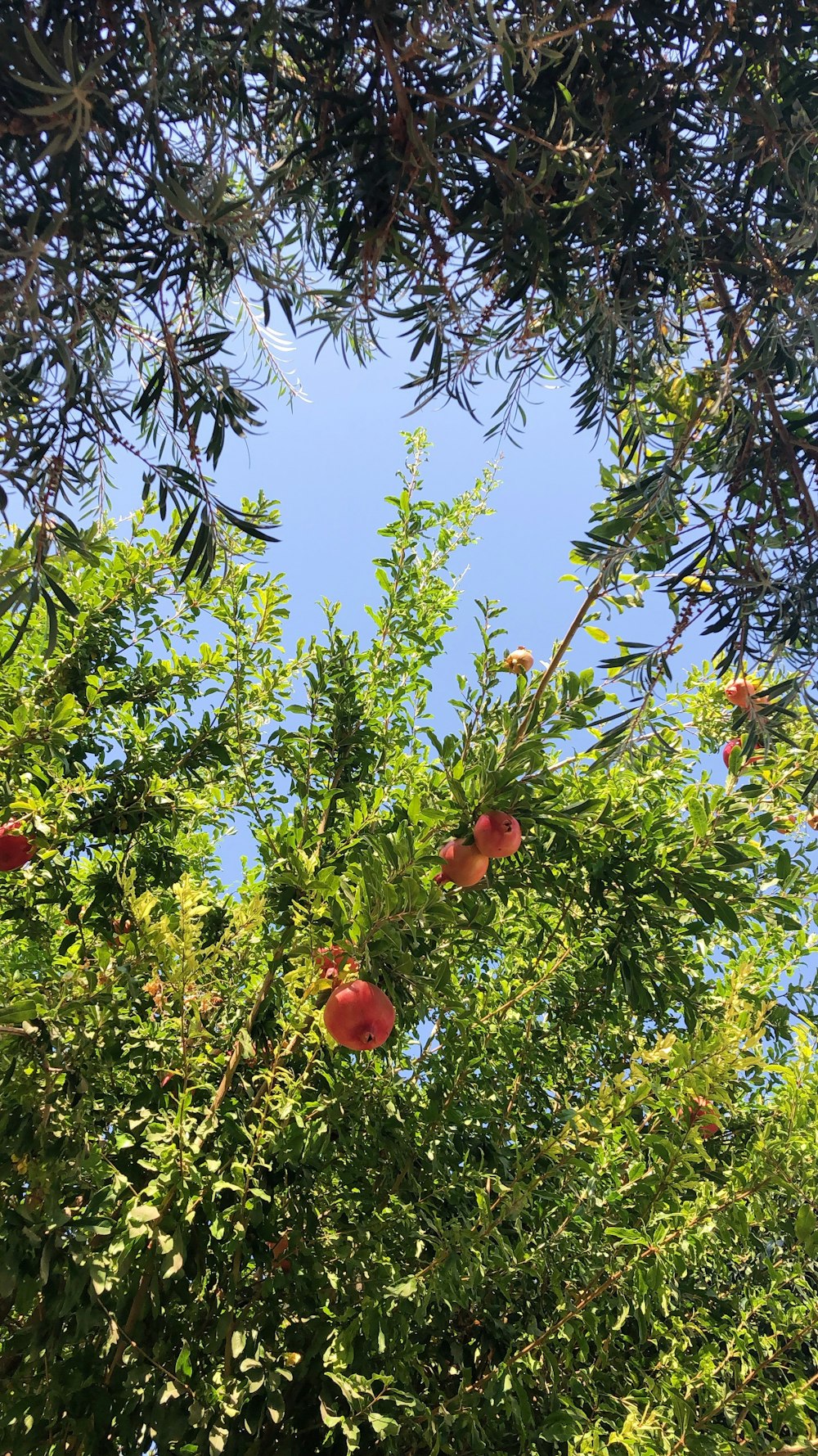 green tree with red fruit during daytime