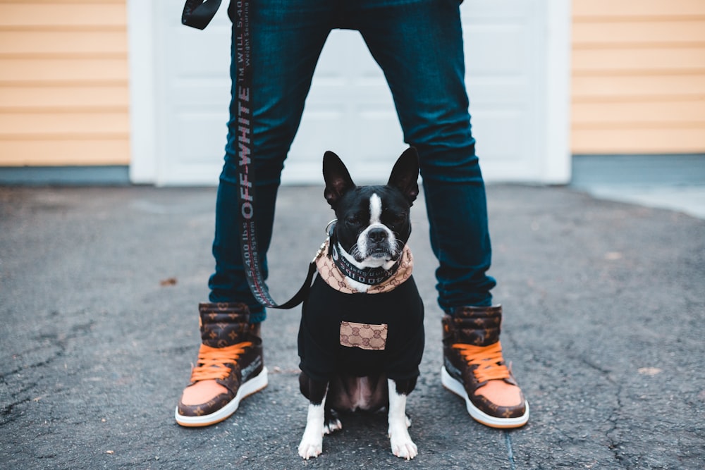 Cucciolo di Boston Terrier in bianco e nero