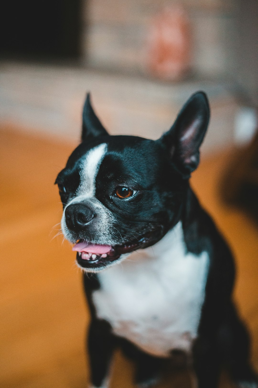 black and white short coated dog