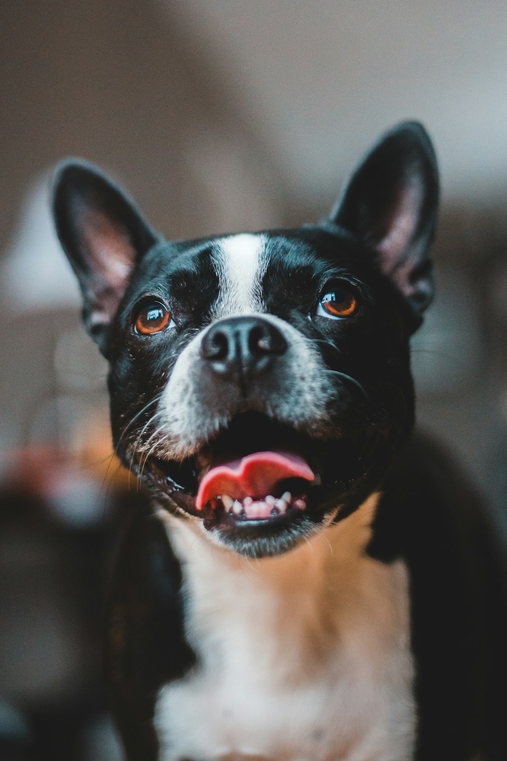 black and white short coated dog