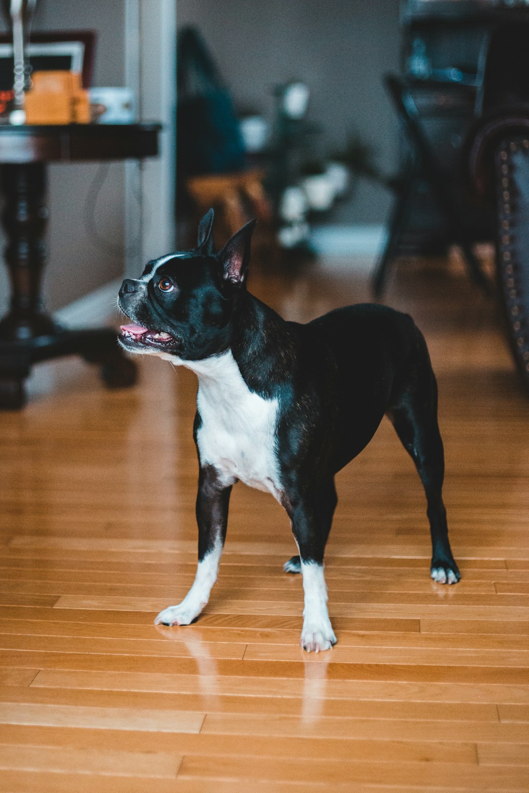 black and white short coated dog