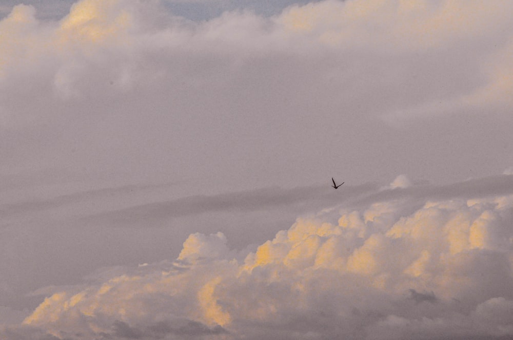 bird flying over clouds during daytime