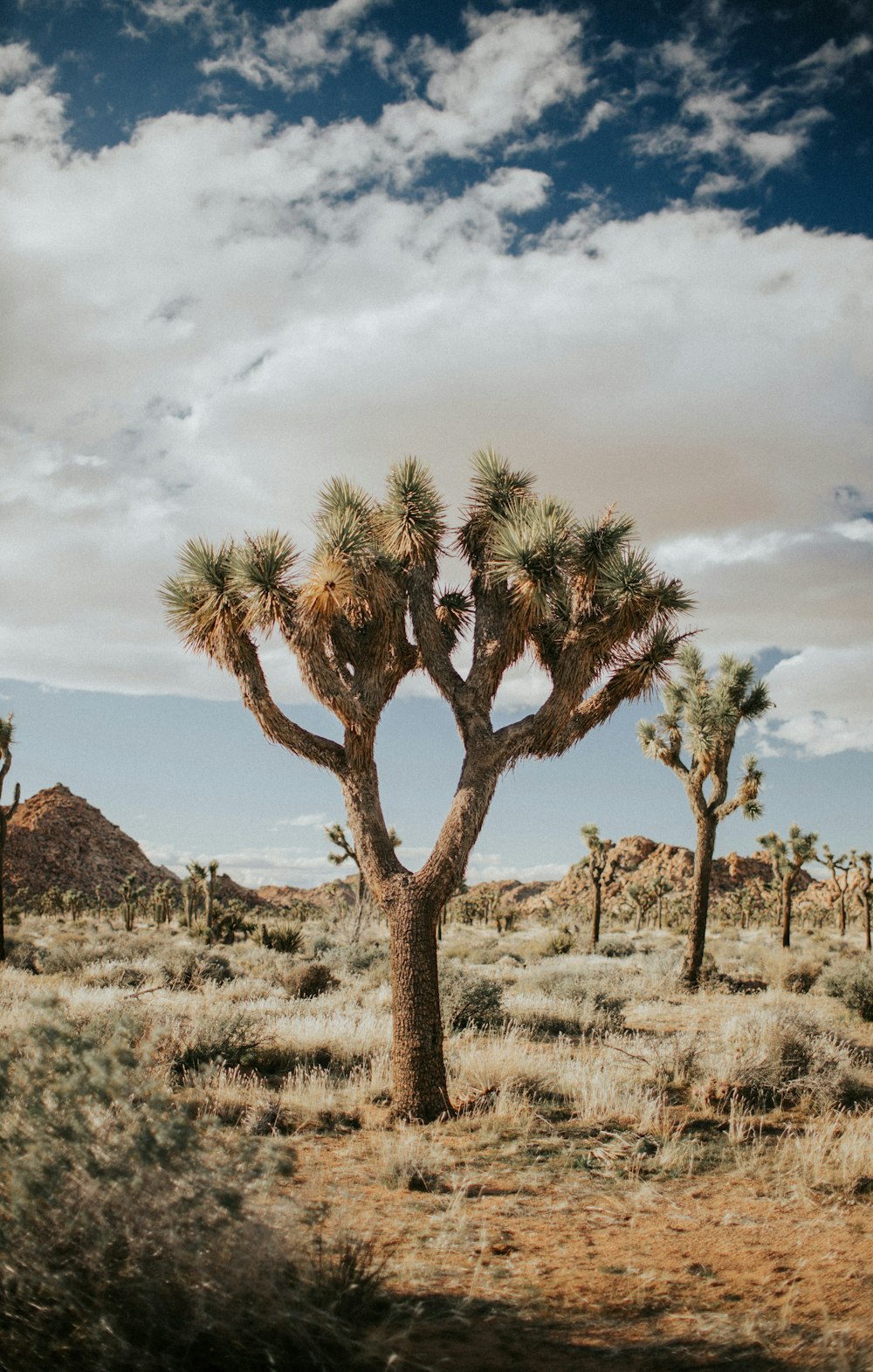 uma árvore de josué no meio de um deserto