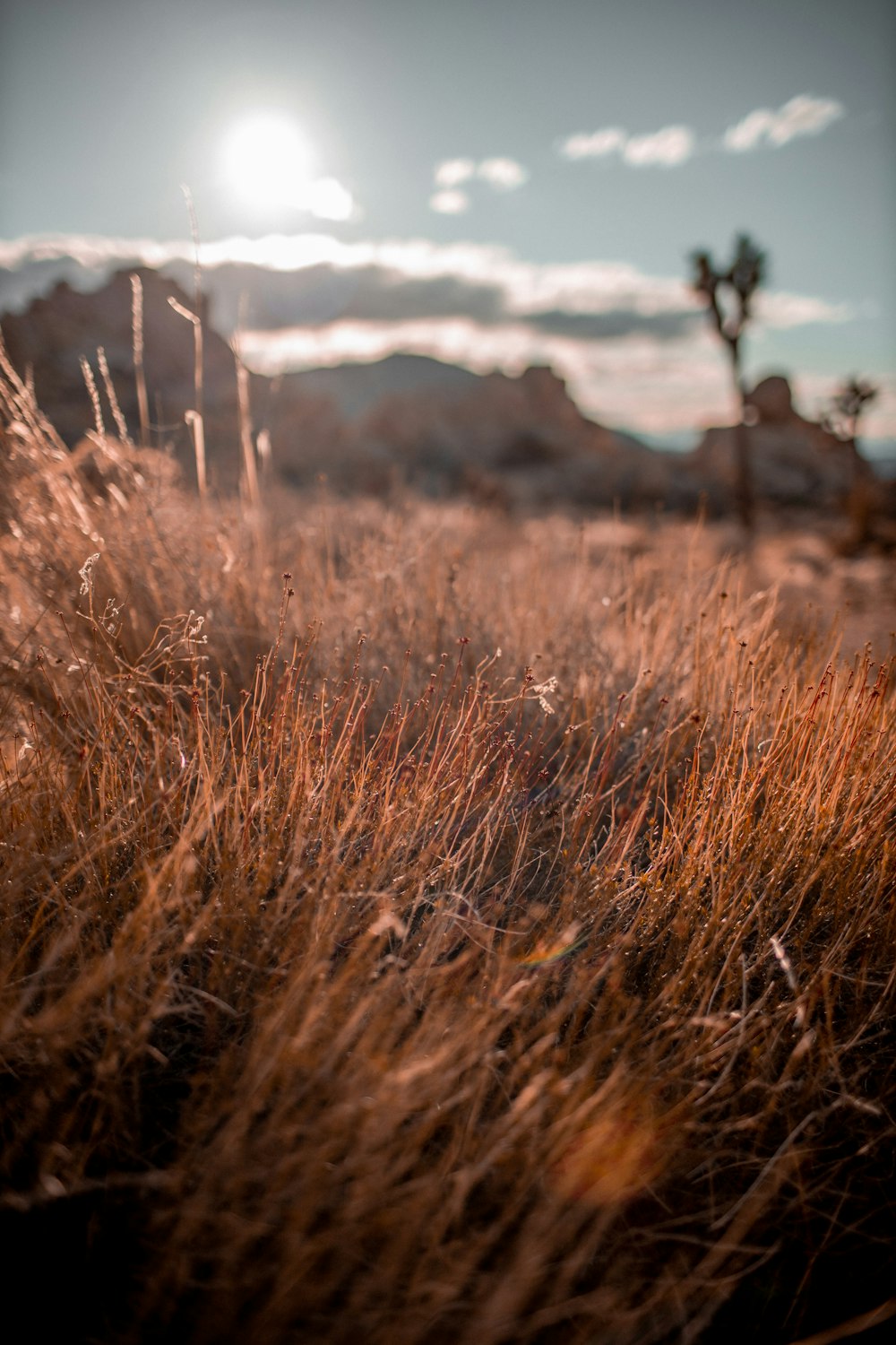 brown grass field during daytime