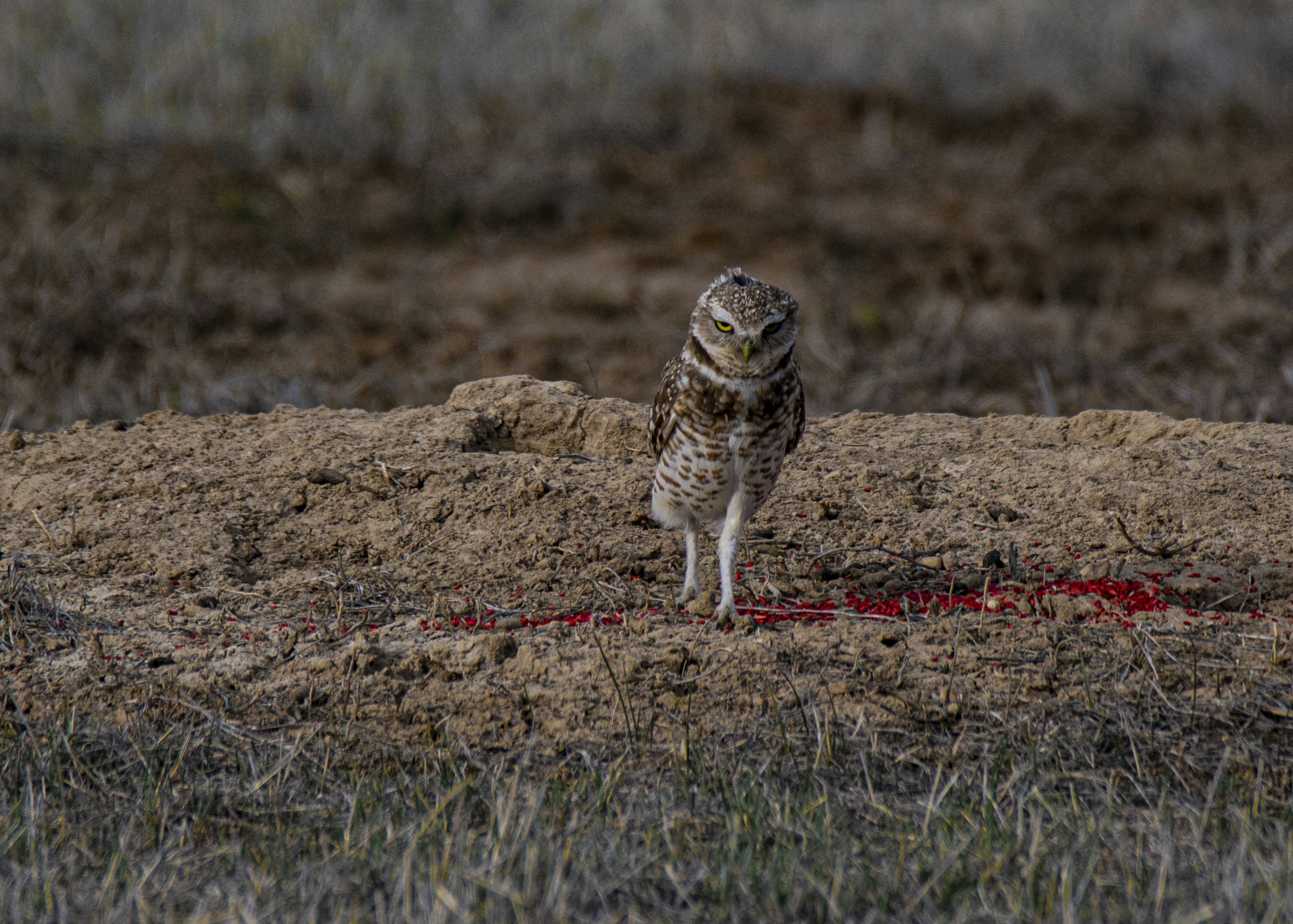 brown owl on brown grass field during daytime