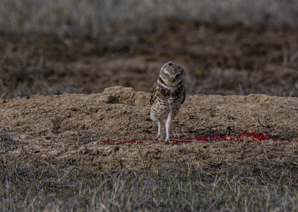 brown owl on brown grass field during daytime