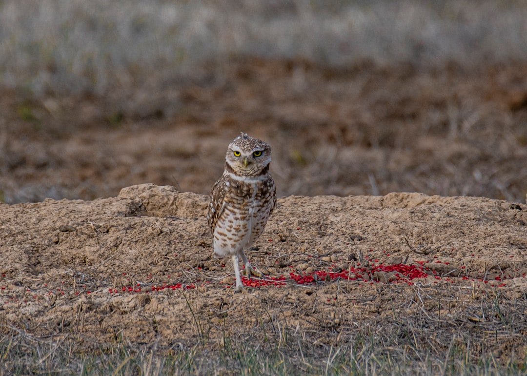 brown owl on brown ground during daytime