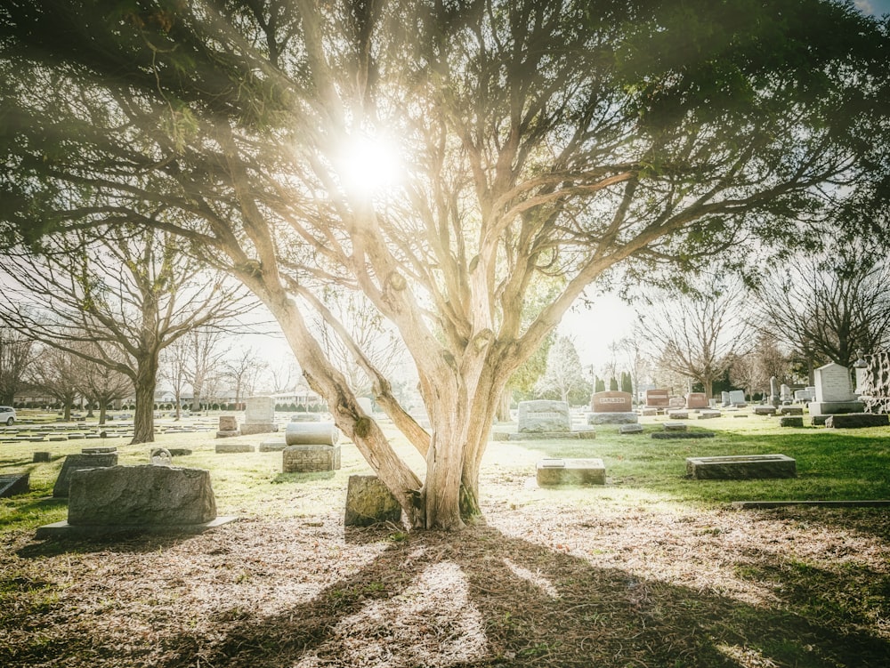 Champ d’herbe verte avec des arbres pendant la journée