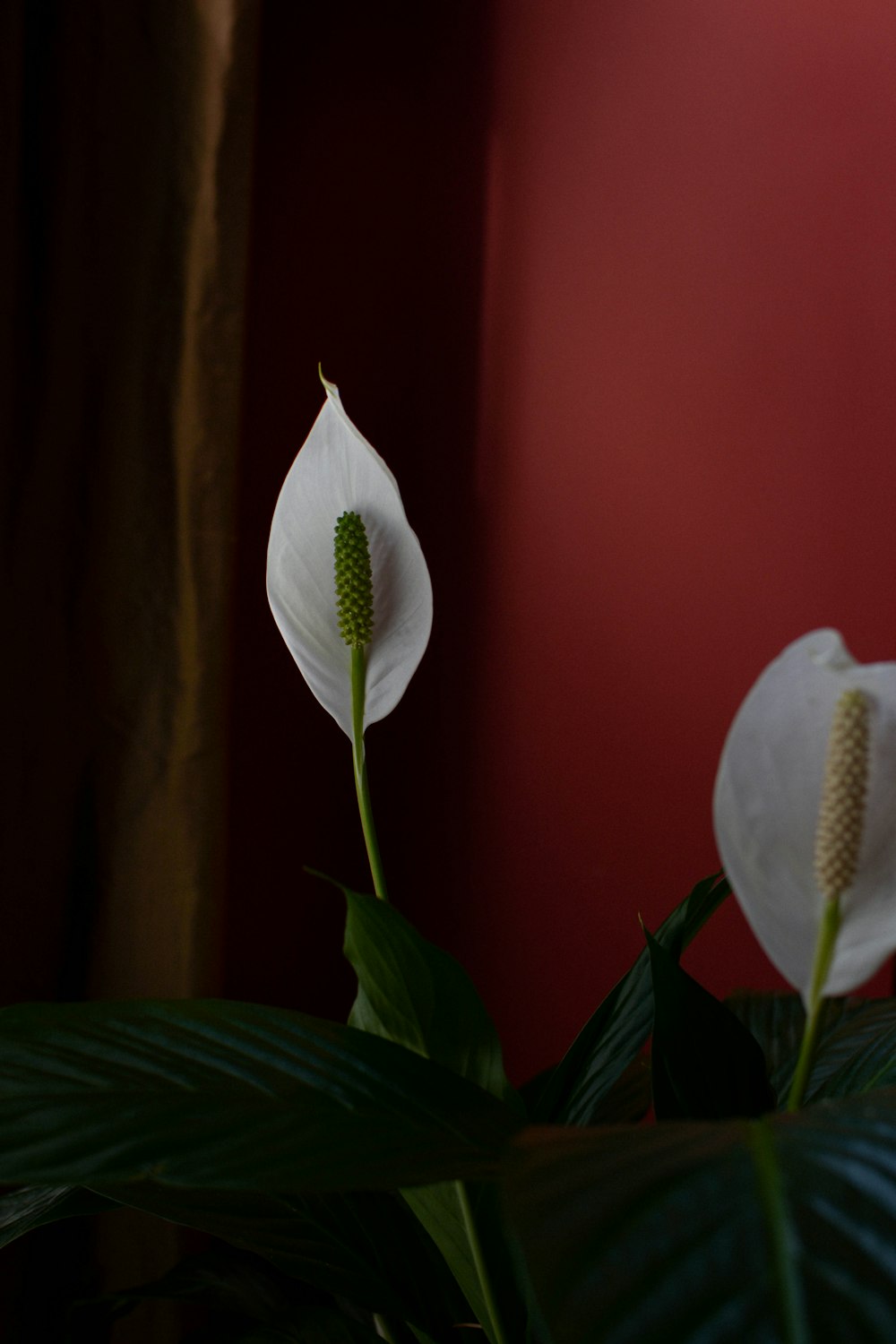 white flower with green leaves