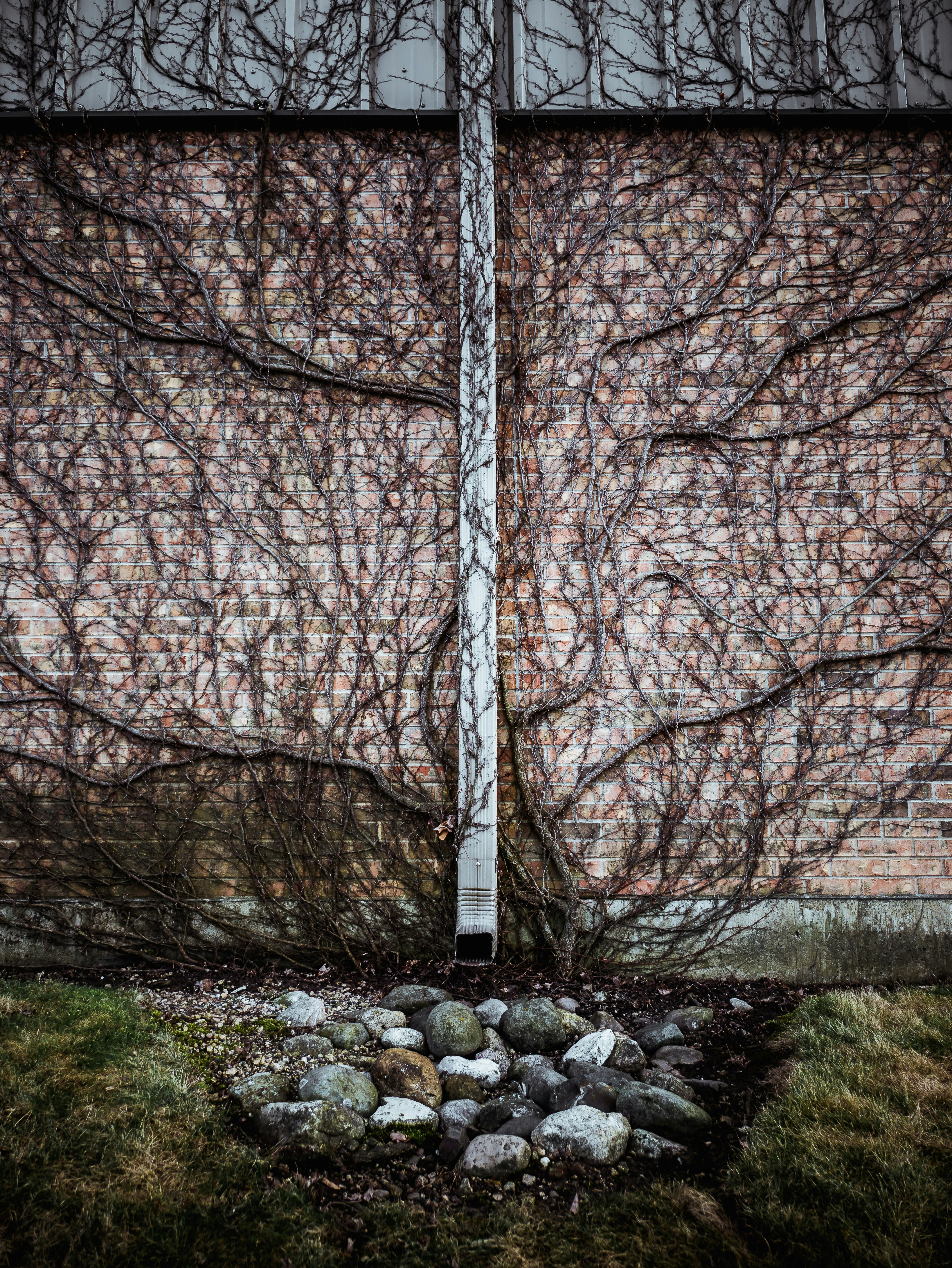bare trees on rocky ground during daytime