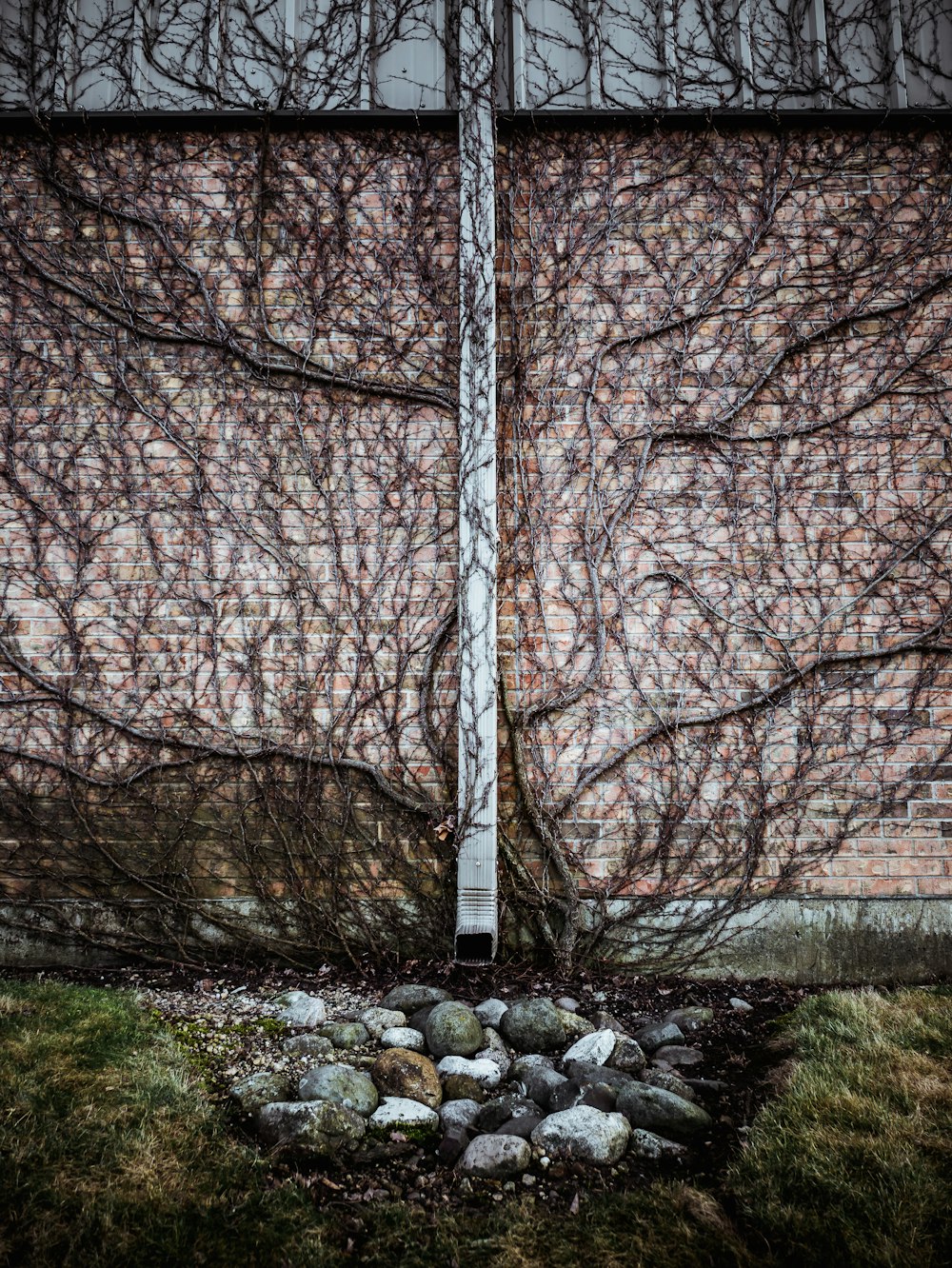 bare trees on rocky ground during daytime