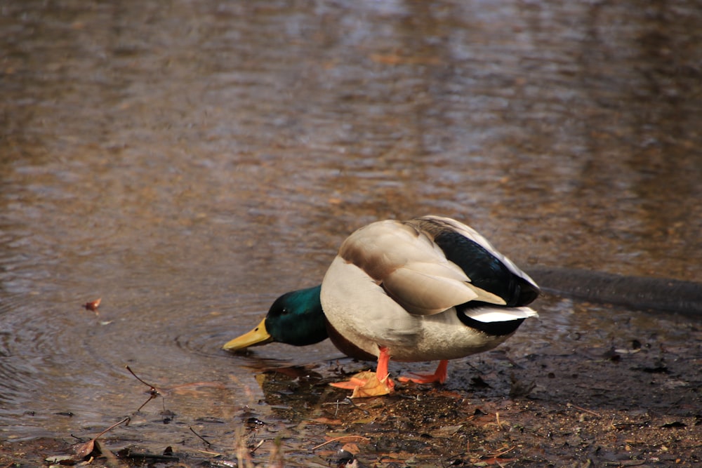 brown and white duck on water