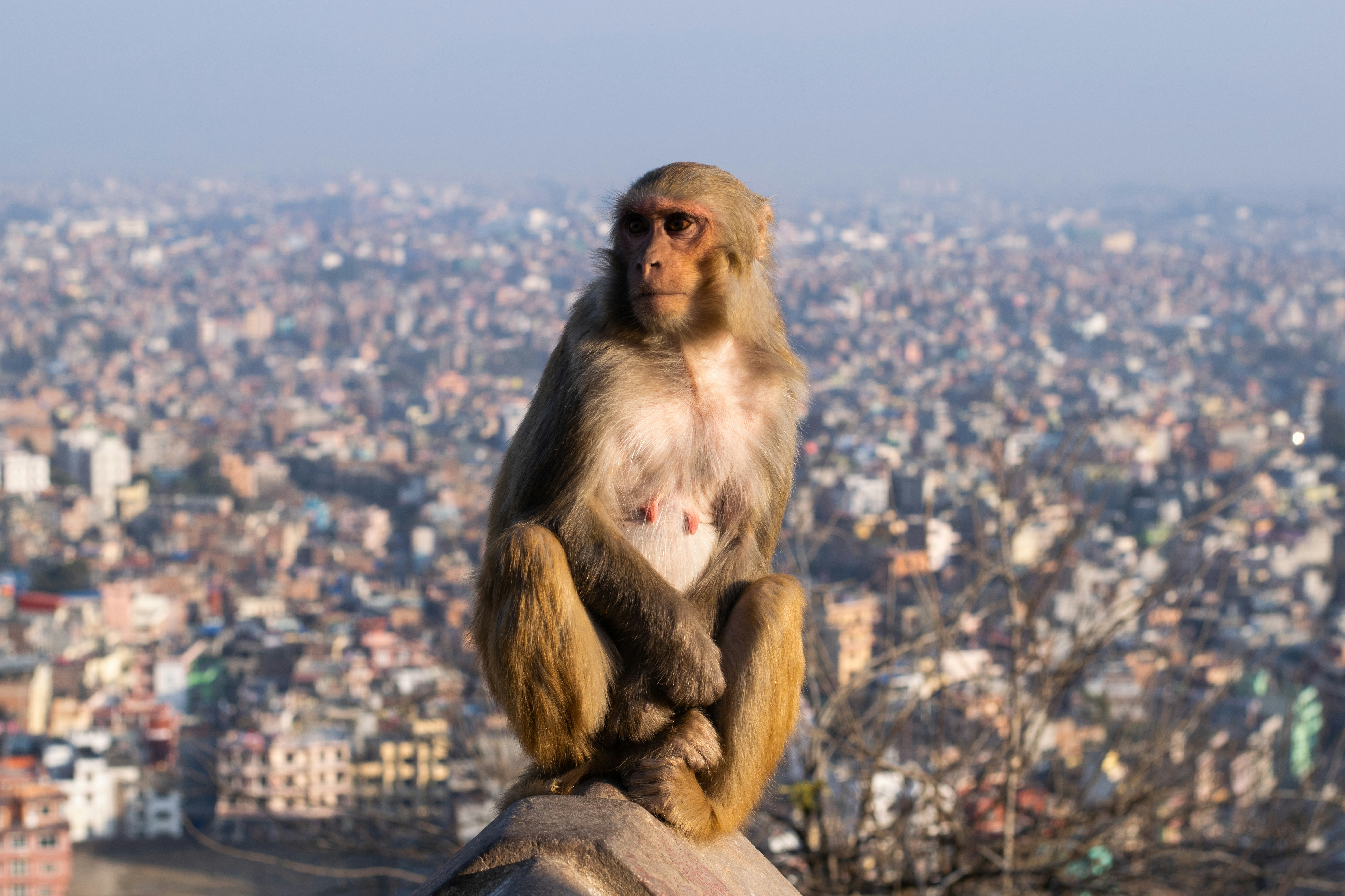 brown monkey sitting on brown wooden fence during daytime