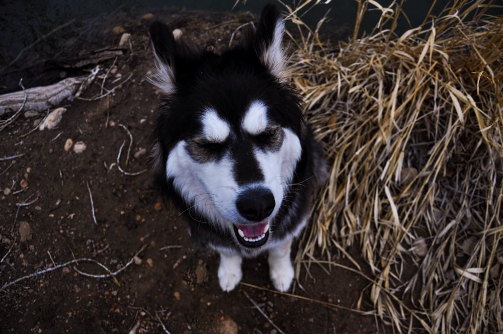black and white siberian husky puppy on brown grass