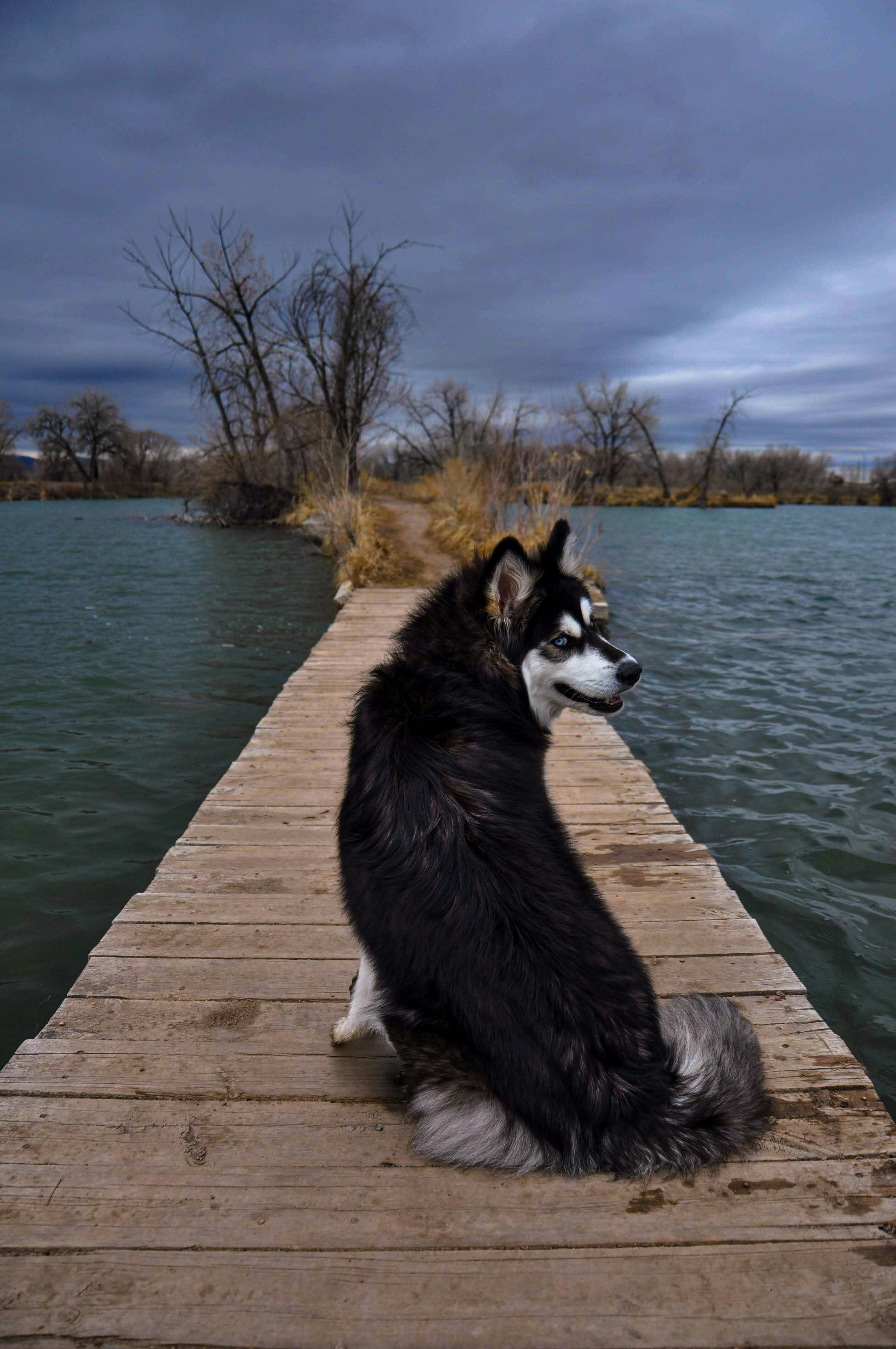 black and white siberian husky on brown wooden dock during daytime