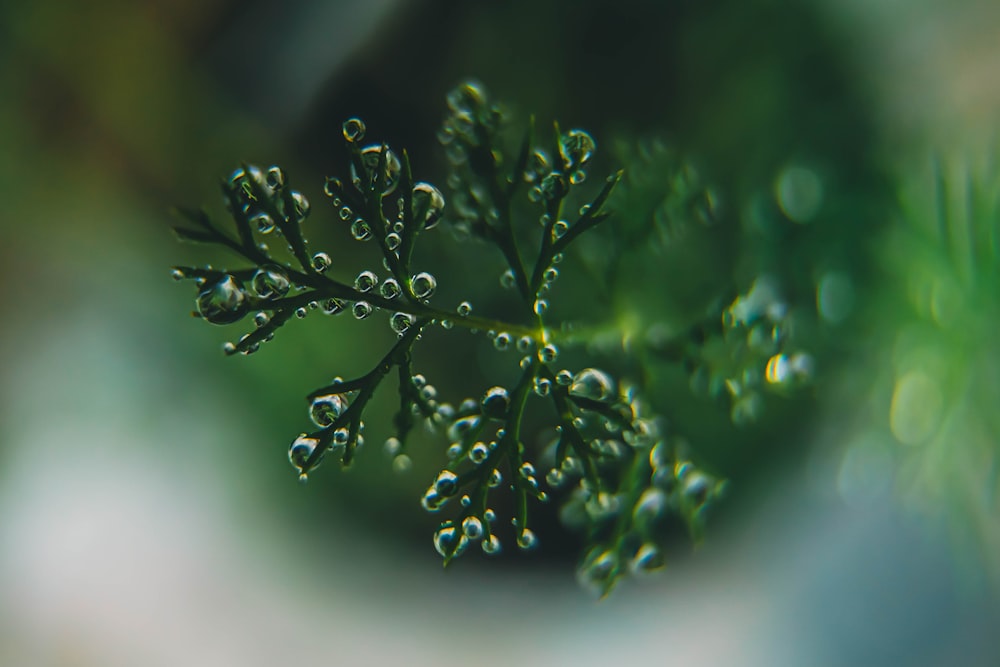 a close up of a plant with drops of water on it