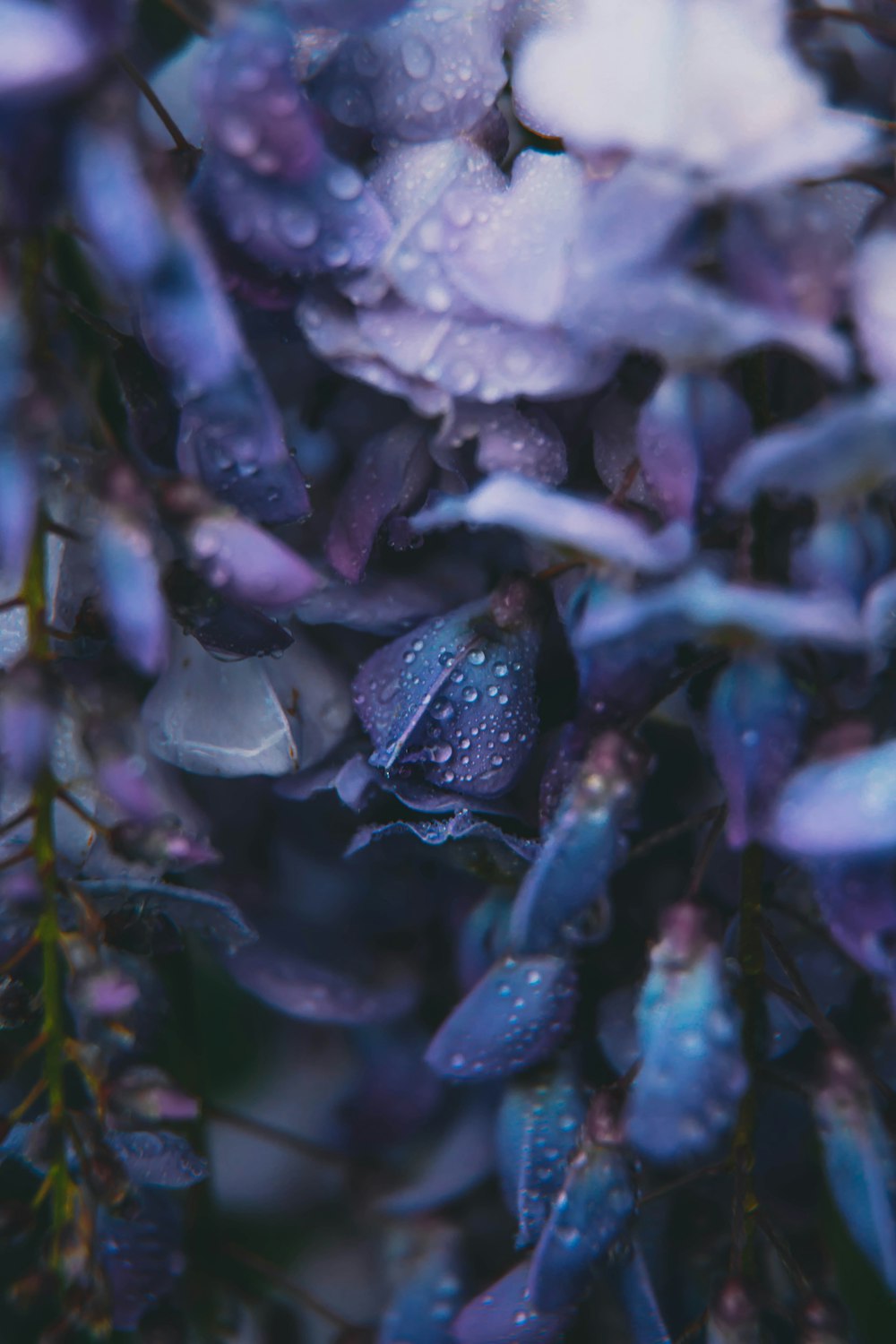 purple flower with green leaves