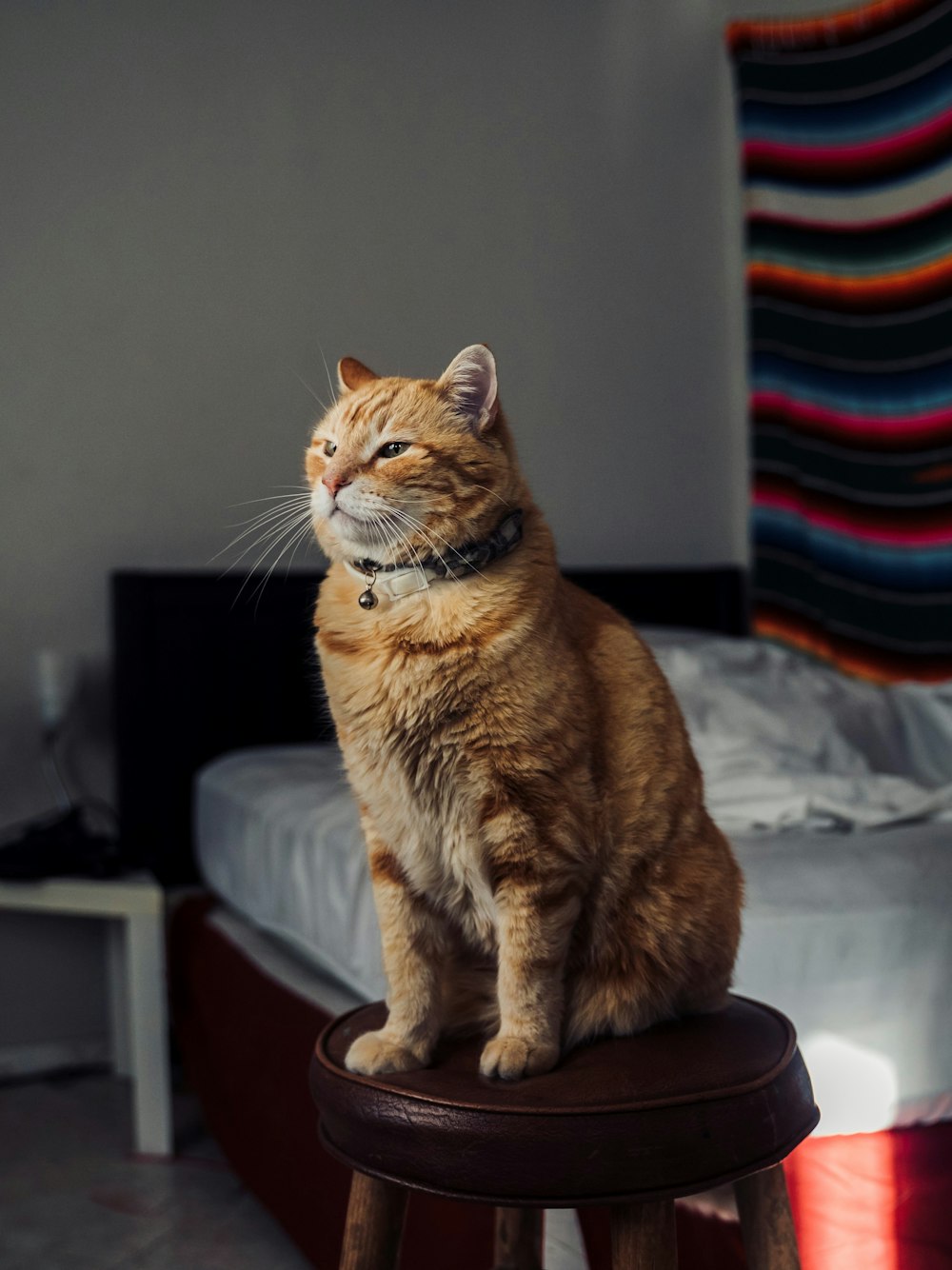 orange tabby cat on brown wooden seat
