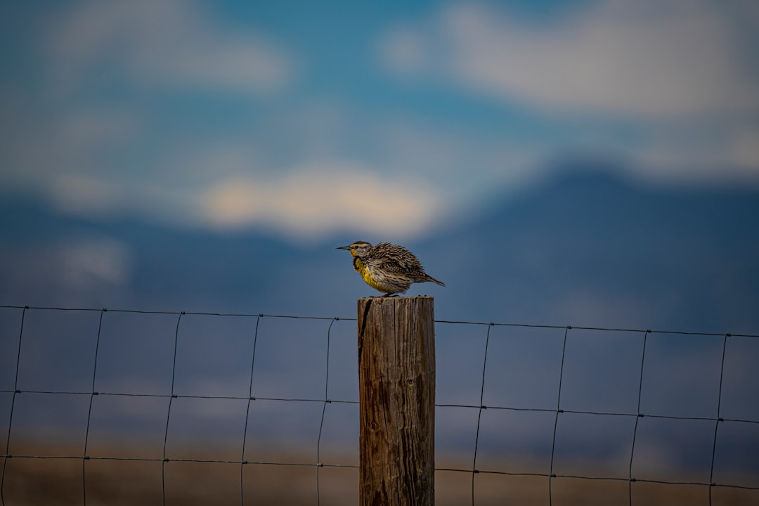 brown bird on brown wooden fence during daytime