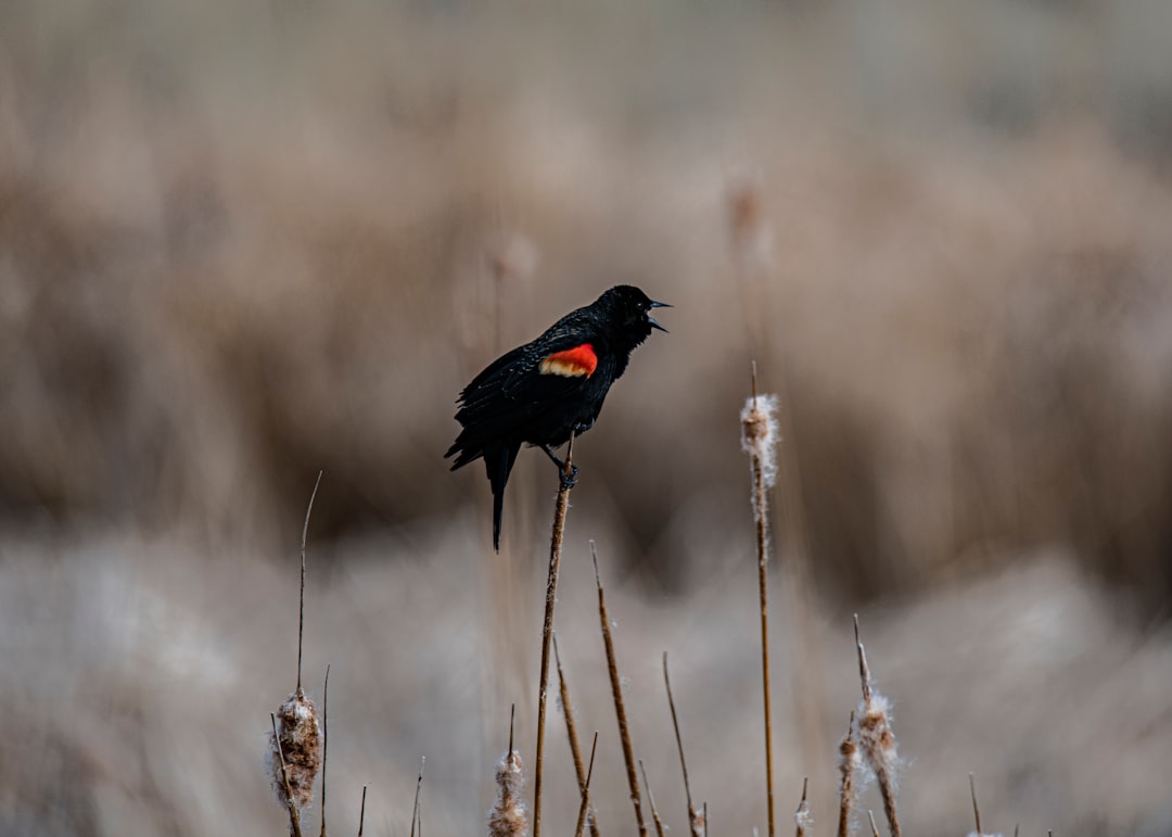 black and red bird on brown plant stem