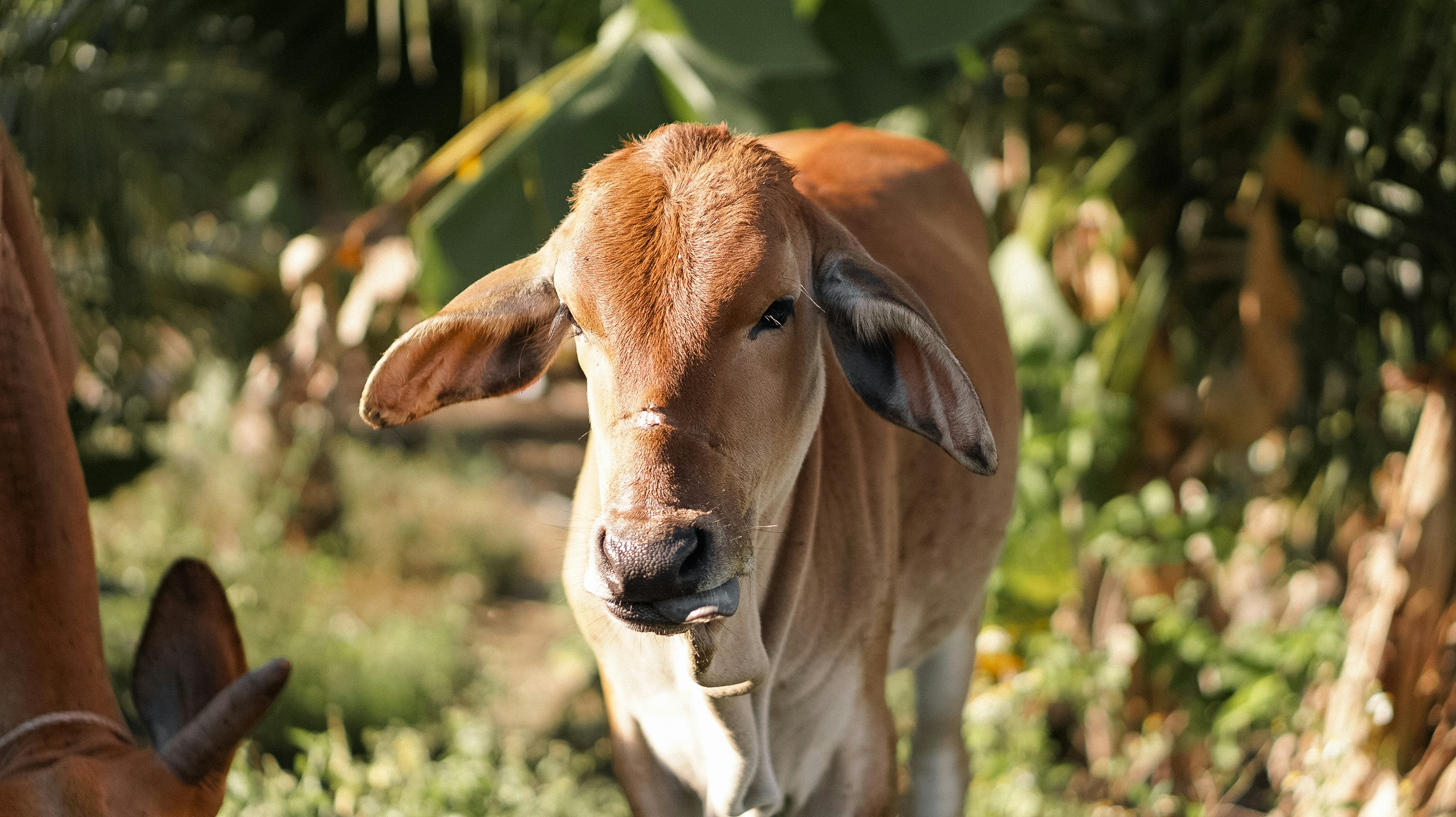 Happy single cow on a meadow during sunset in summer