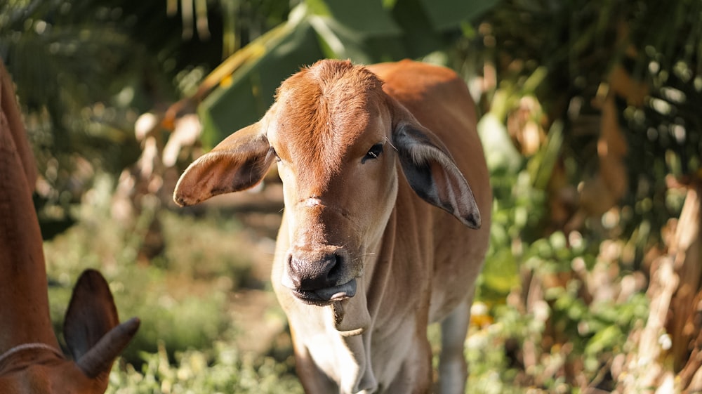 vaca marrom na lente tilt shift