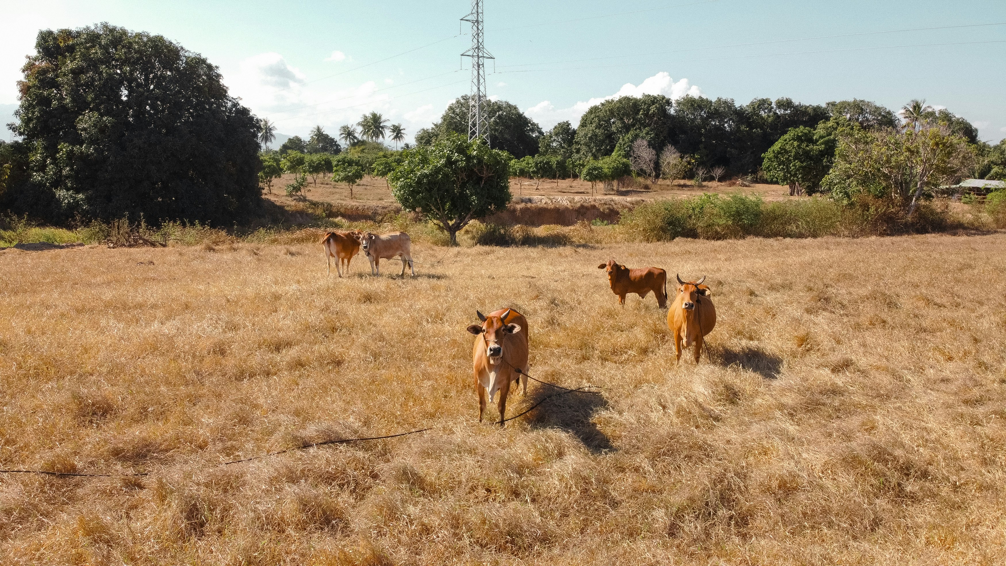 Cows on a summer pasture