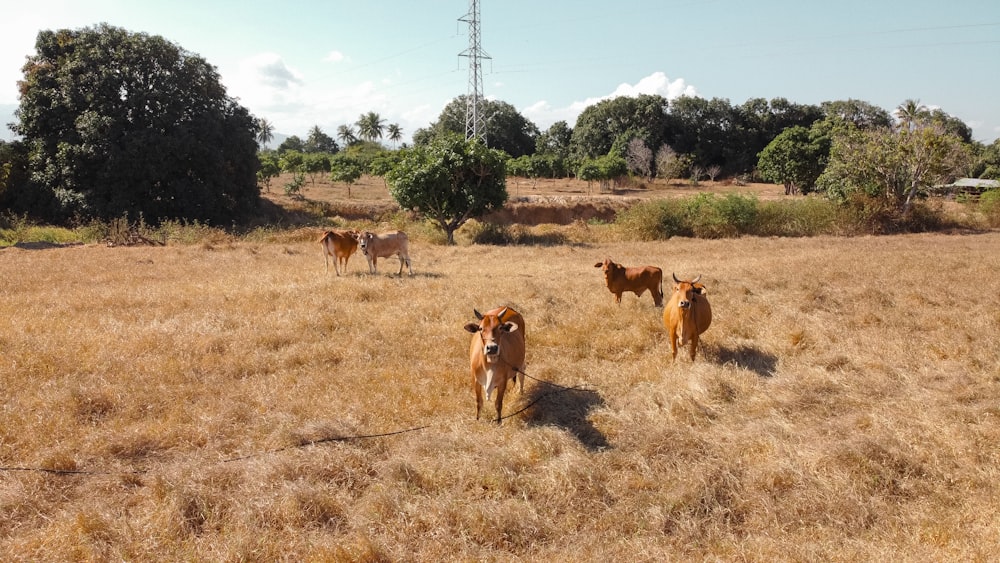 chevaux bruns et blancs sur un champ d’herbe brune pendant la journée