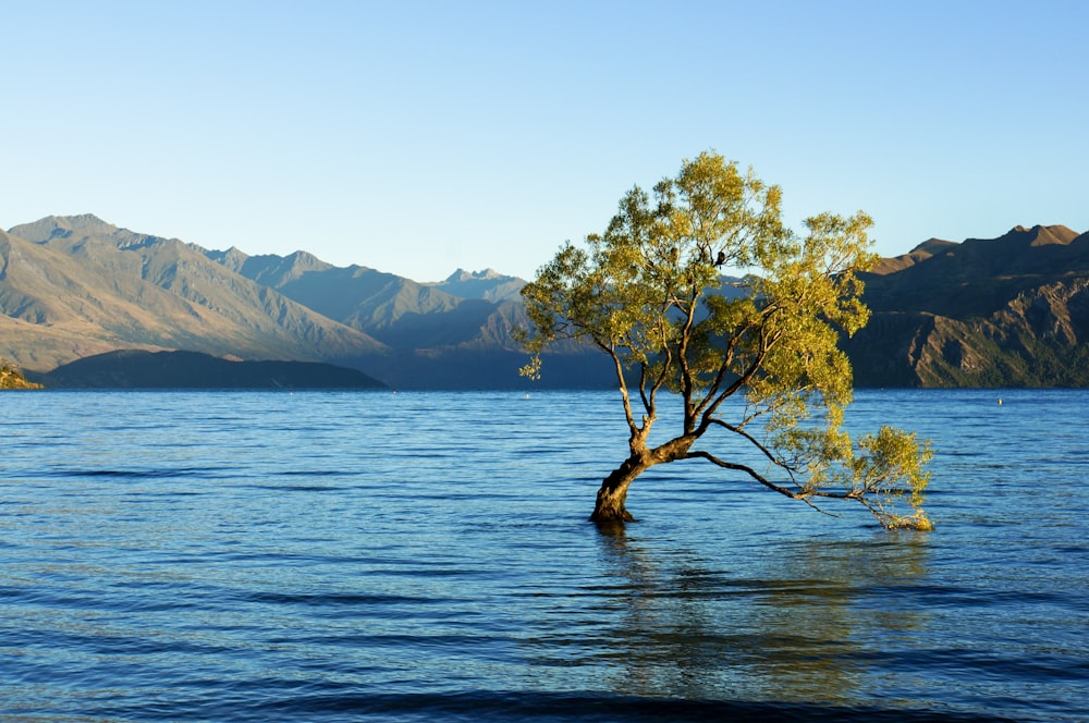 green tree on body of water during daytime