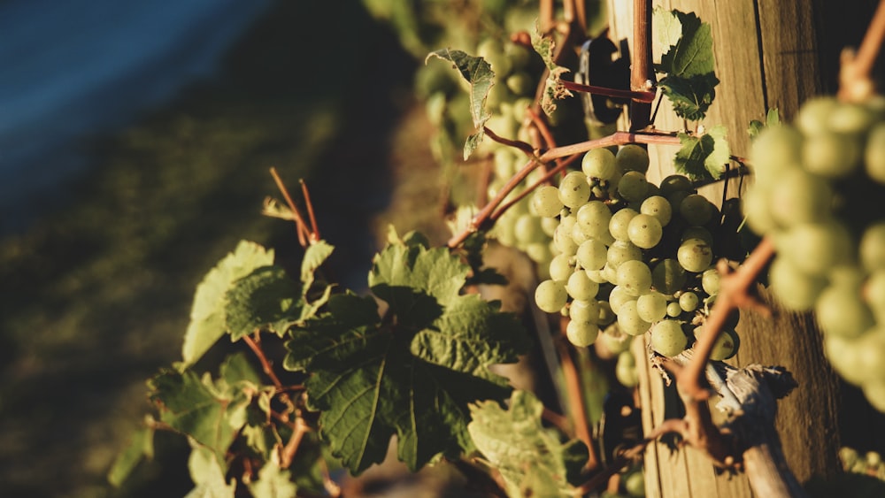 green grapes on green stem