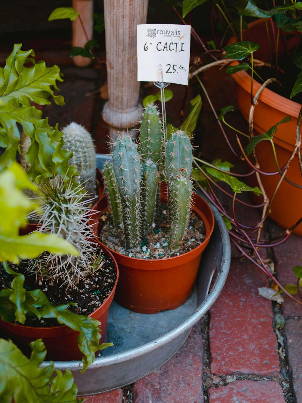 green cactus plant on brown clay pot