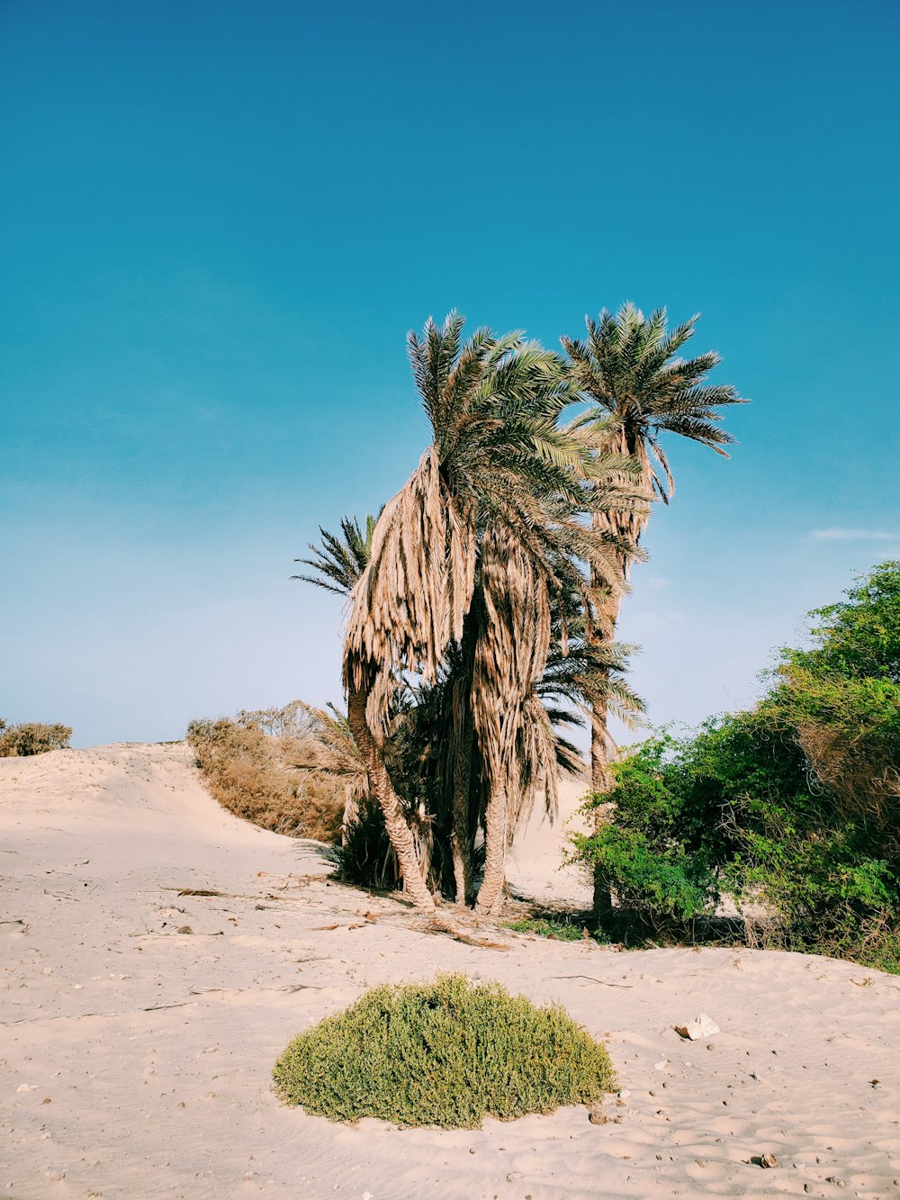 green palm tree on brown sand under blue sky during daytime