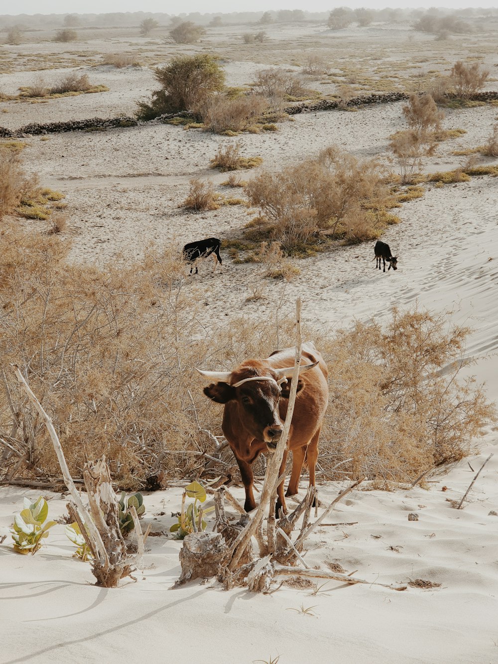 brown and black cow on brown field during daytime