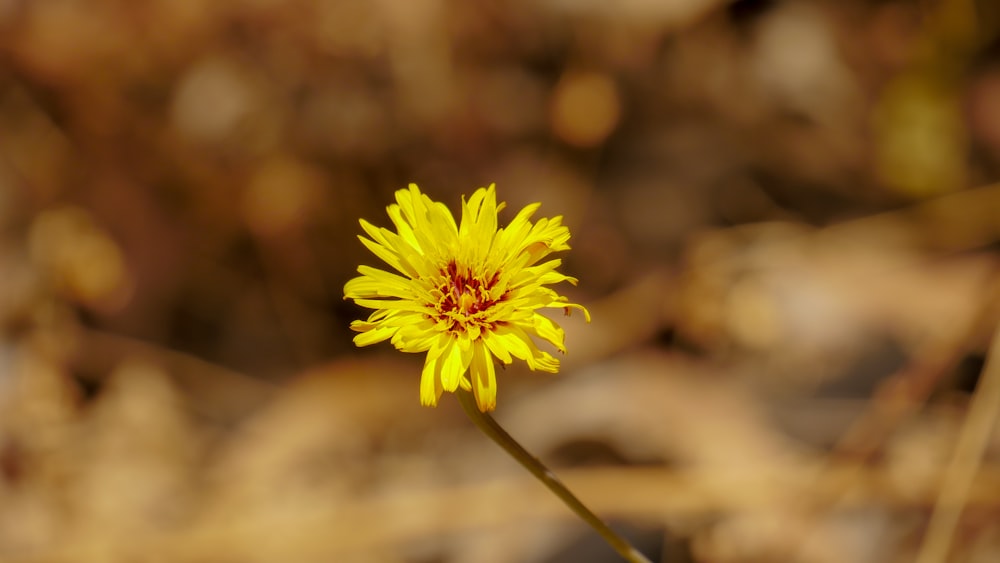 a single yellow flower with a red center