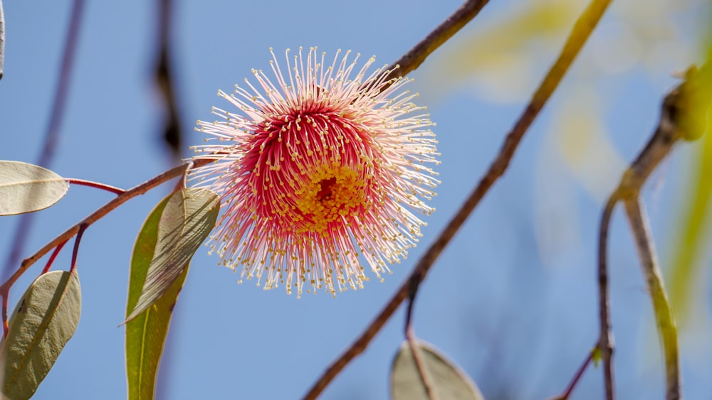 pink and yellow flower in tilt shift lens