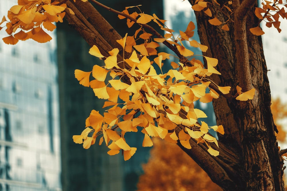 feuilles jaunes sur une branche d’arbre brune pendant la journée