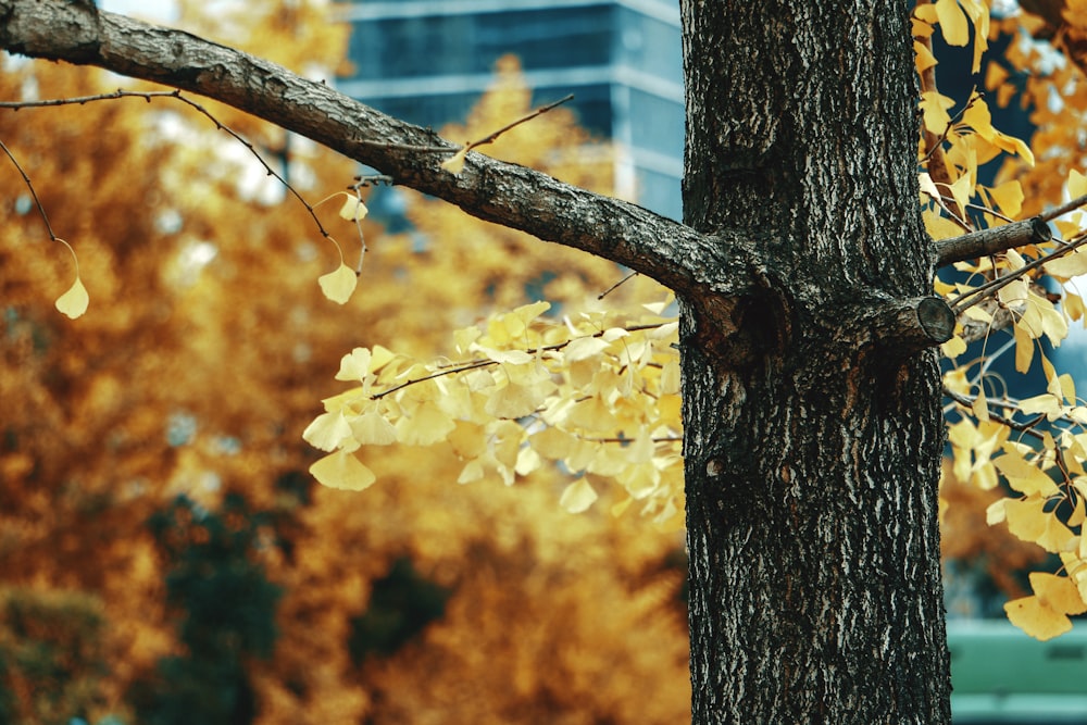 yellow leaves on brown tree trunk during daytime