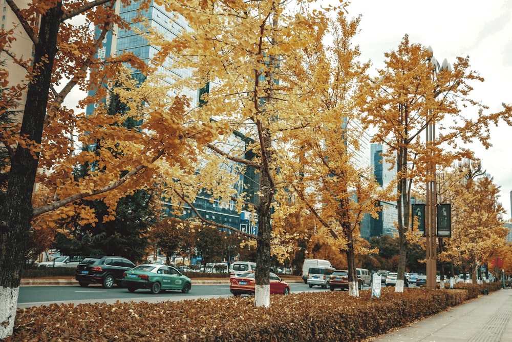 cars parked near trees and buildings during daytime