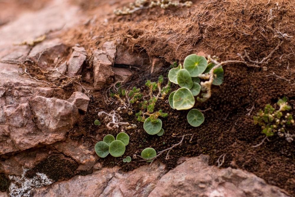 planta verde em solo marrom