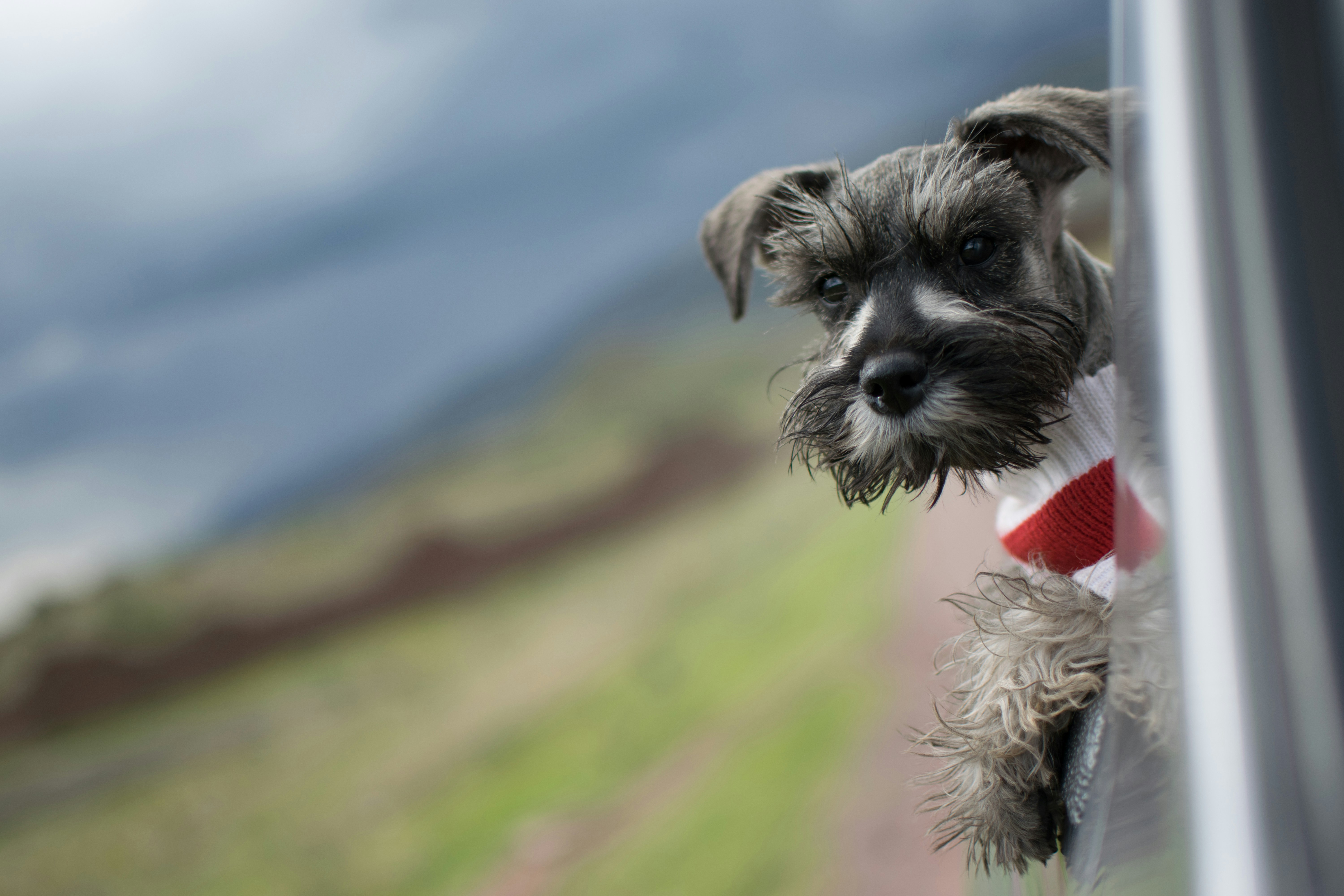 Schwarz-Weiß-Zwergschnauzer Foto – Kostenloses Bild zum Thema Tier auf  Unsplash, image size:3000x2000