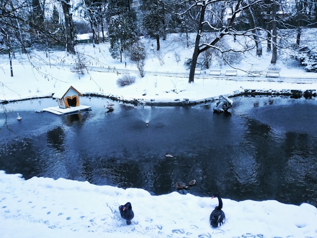 A serene winter scene features a snowy landscape with a pond at its center. Ducks float peacefully on the water near a whimsical, heart-shaped duck house. The surrounding area is blanketed in snow, with bare trees and snow-covered benches visible in the background. The water reflects the overcast sky, giving the scene a calm and tranquil atmosphere.