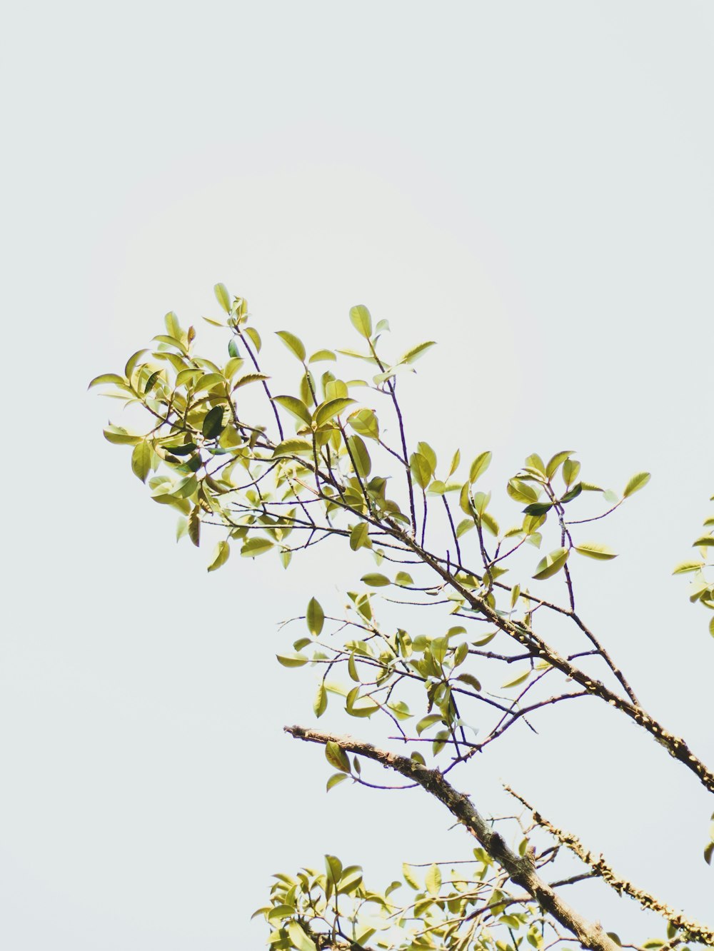 a bird is perched on a tree branch