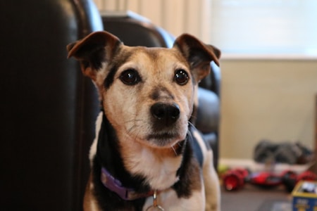 A small, alert-looking dog with a brown and white coat is wearing a purple collar. The dog is indoors, standing in front of a blurred background with a sofa and various objects scattered around.