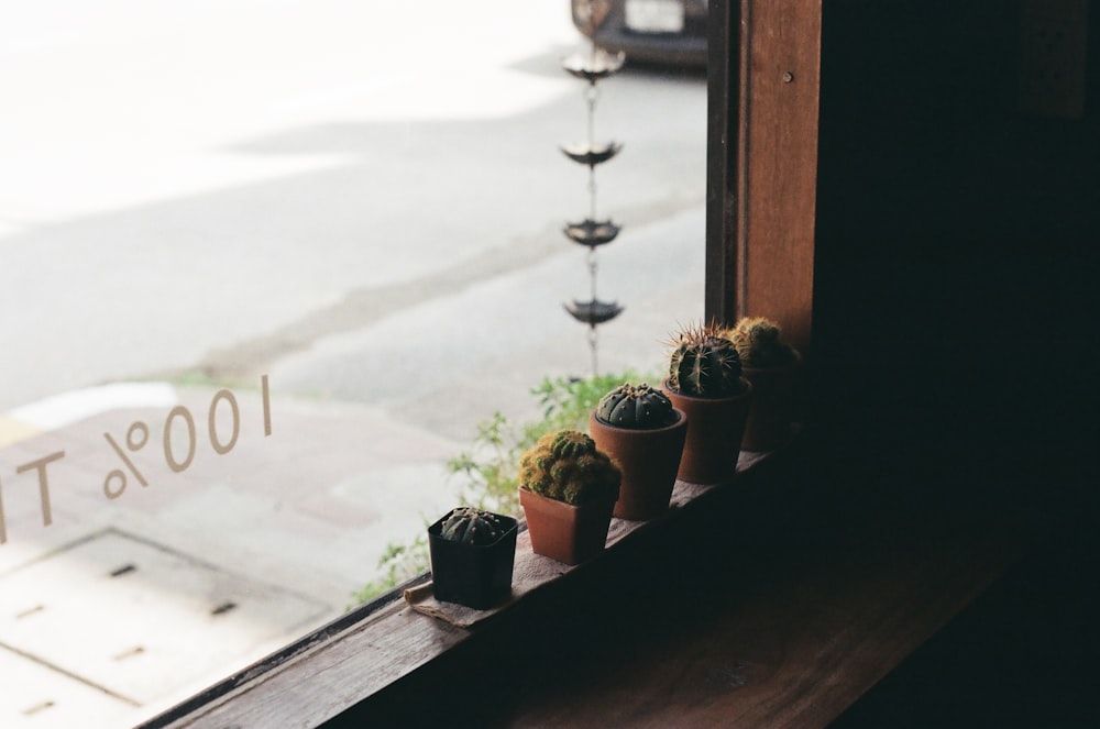 green potted plant on window