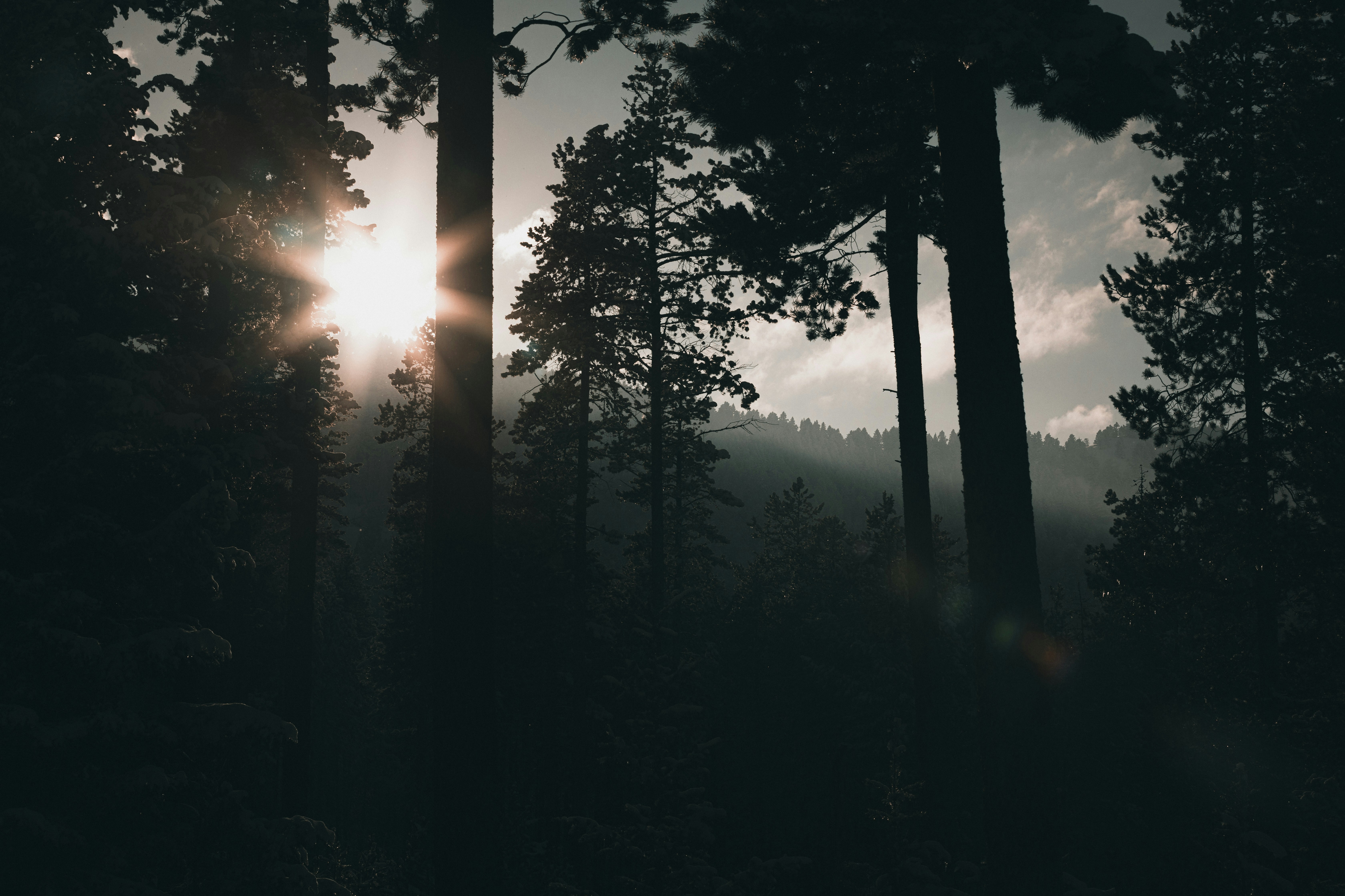 Trollcoin header image