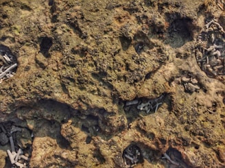 An uneven, textured surface with various shades of brown and green, resembling a rocky terrain or a close-up of a natural material. Within the surface, there are small cavities where broken pieces of coral or bone-like structures are scattered, suggesting a natural, possibly coastal environment.