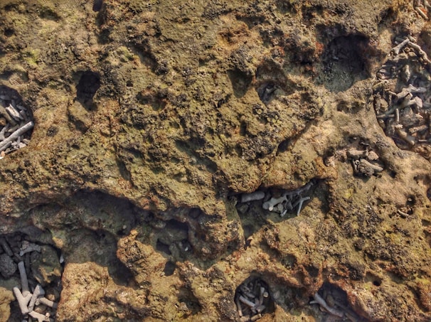 An uneven, textured surface with various shades of brown and green, resembling a rocky terrain or a close-up of a natural material. Within the surface, there are small cavities where broken pieces of coral or bone-like structures are scattered, suggesting a natural, possibly coastal environment.