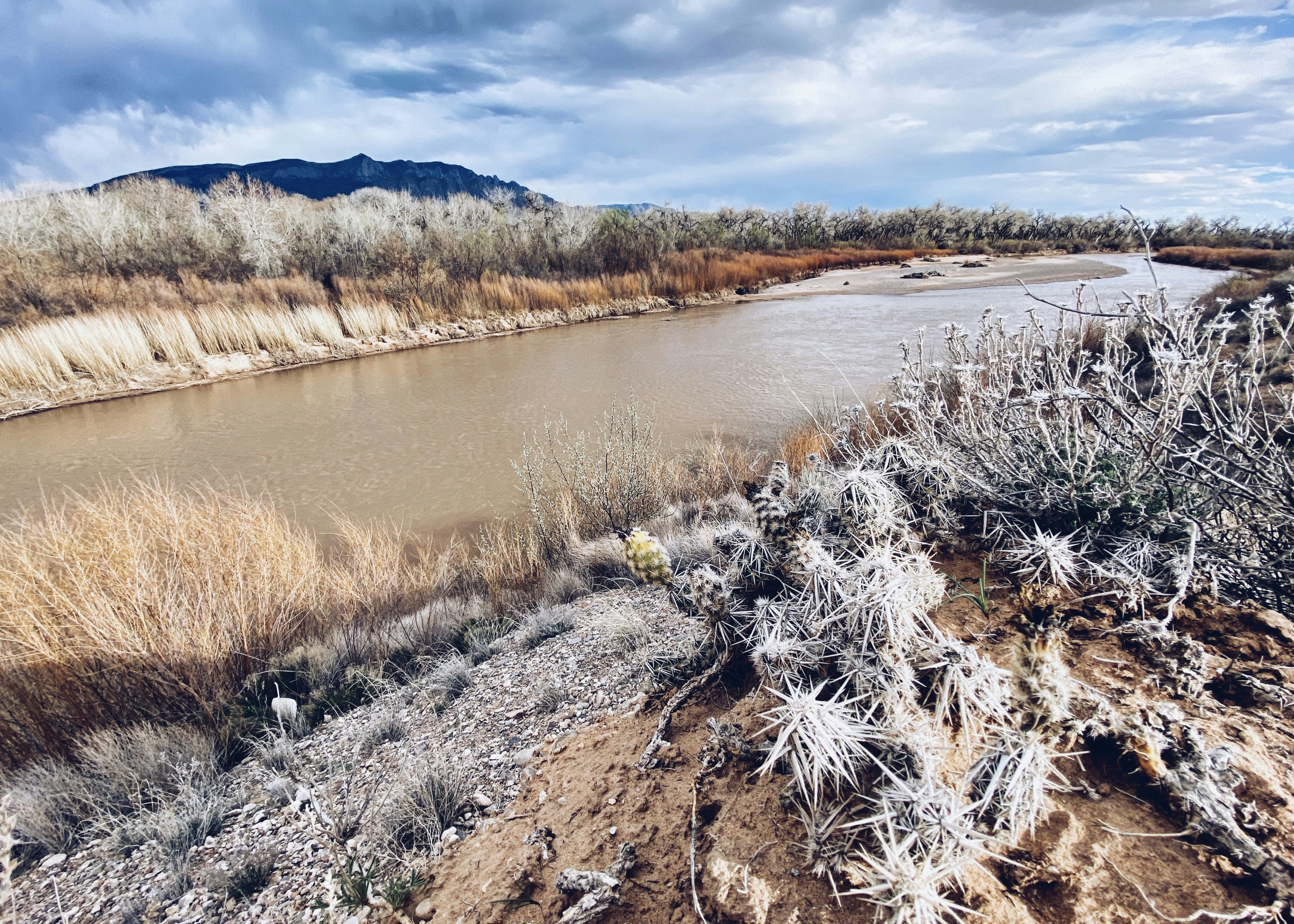 brown grass near lake during daytime