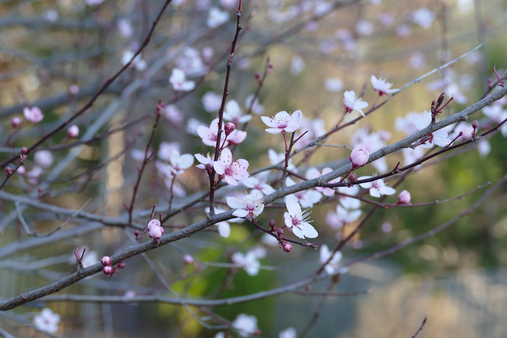 pink cherry blossom in close up photography