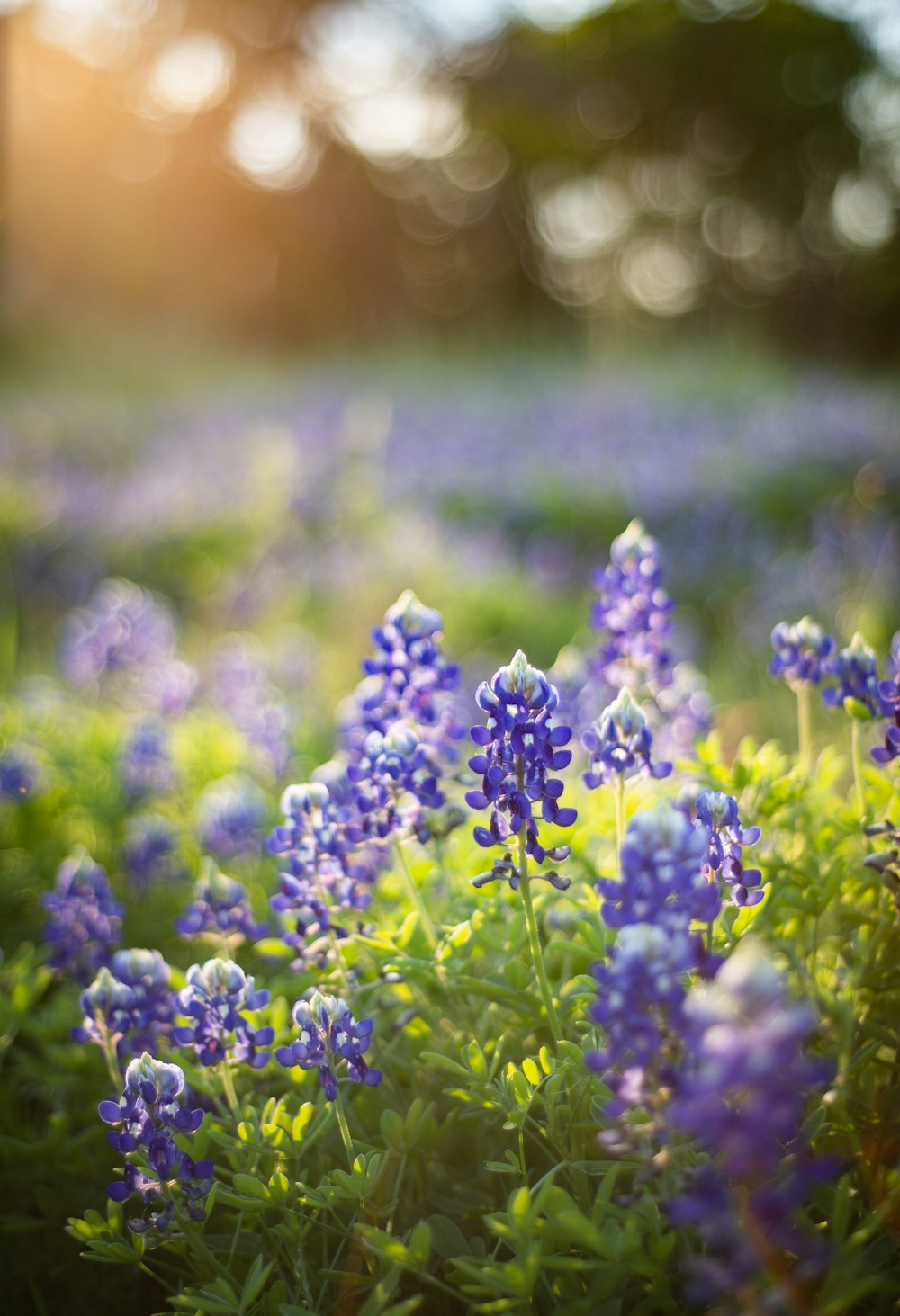 purple flowers in tilt shift lens